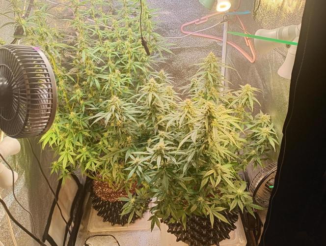RQS vs Barney's (Auto). Week 8 - День 53