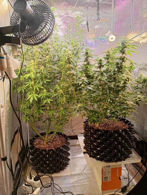RQS vs Barney's (Auto). Week 8 - День 53 