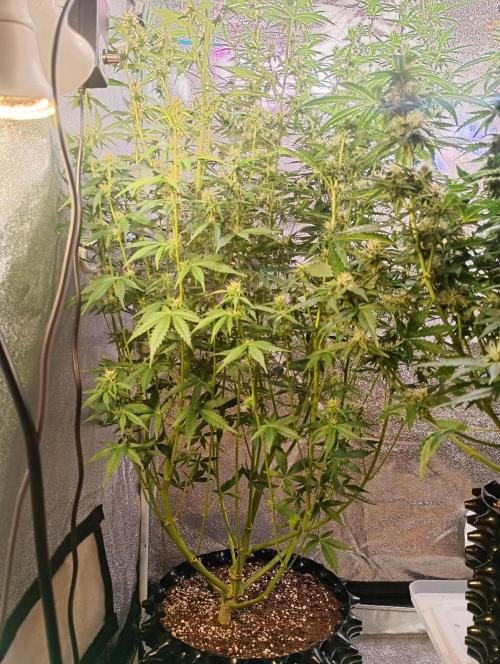 RQS vs Barney's (Auto). Week 8 - День 53 
