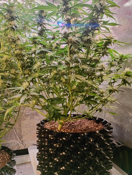 RQS vs Barney's (Auto). Week 8 - День 53 