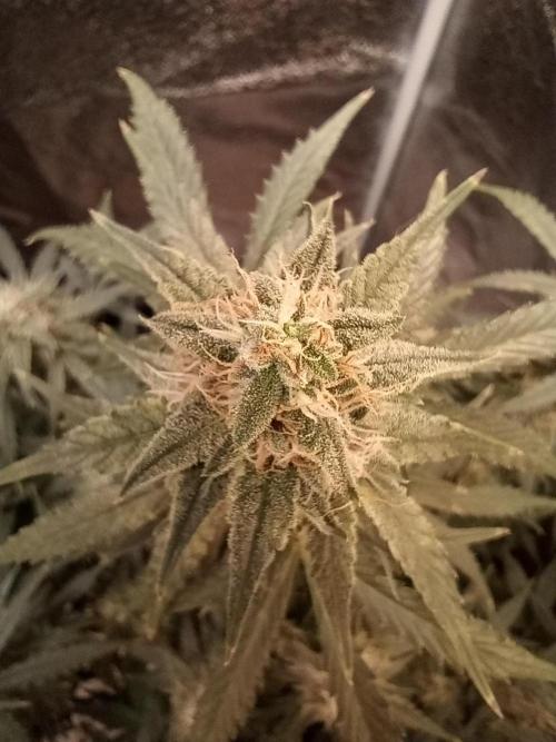 RQS vs Barney's (Auto). Week 9 - День 57 