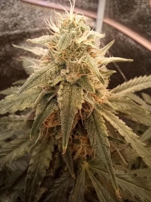 RQS vs Barney's (Auto). Week 9 - День 57 