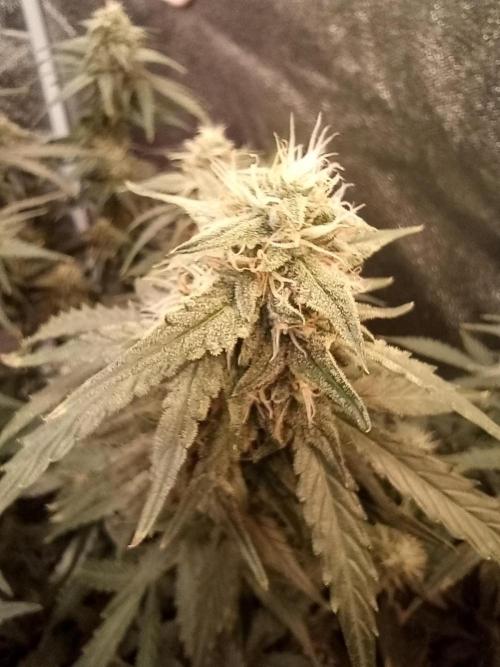 RQS vs Barney's (Auto). Week 9 - День 57 