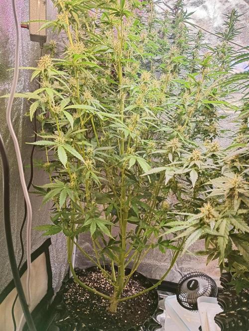 RQS vs Barney's (Auto). Week 9 - День 57 
