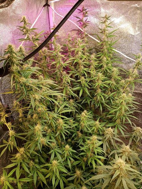 RQS vs Barney's (Auto). Week 9 - День 57 