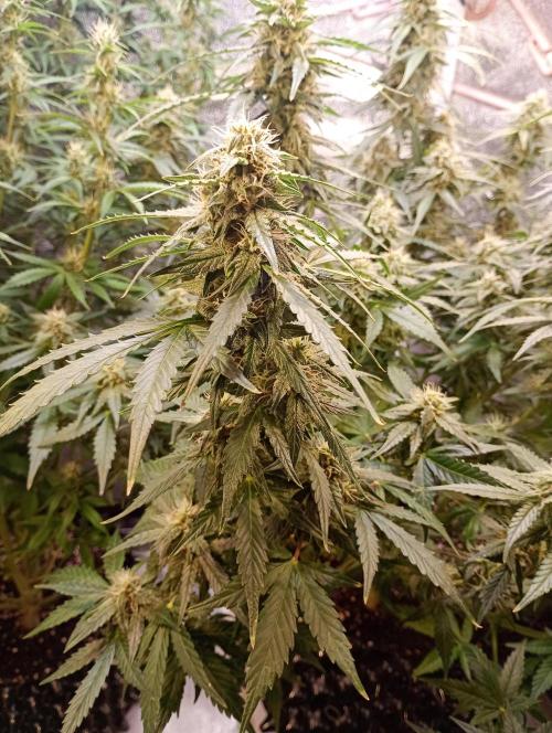 RQS vs Barney's (Auto). Week 9 - День 57 