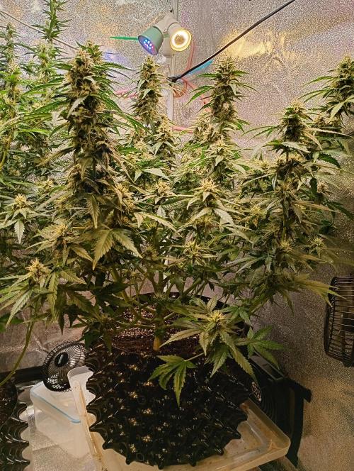 RQS vs Barney's (Auto). Week 9 - День 57 