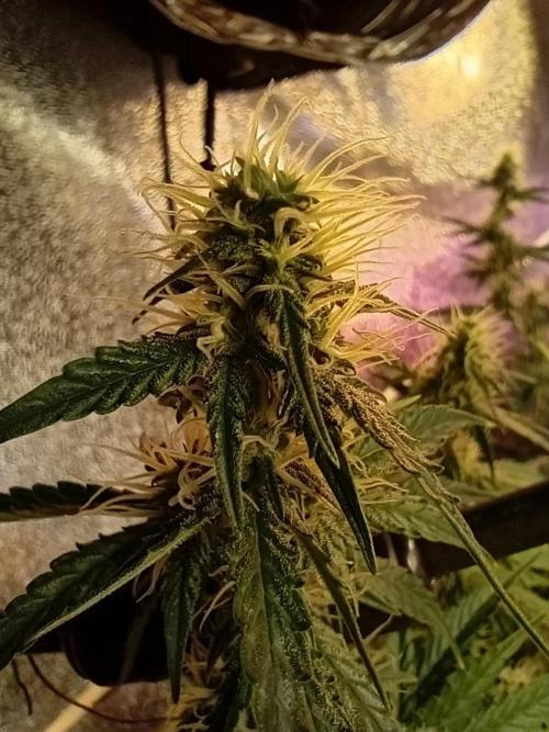 RQS vs Barney's (Auto). Week 9 - День 58