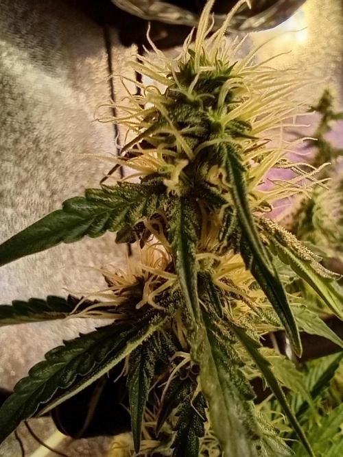 RQS vs Barney's (Auto). Week 9 - День 58 