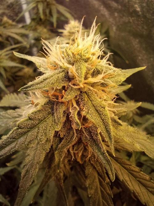 RQS vs Barney's (Auto). Week 9 - День 58 