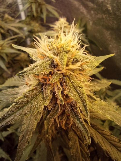 RQS vs Barney's (Auto). Week 9 - День 58 