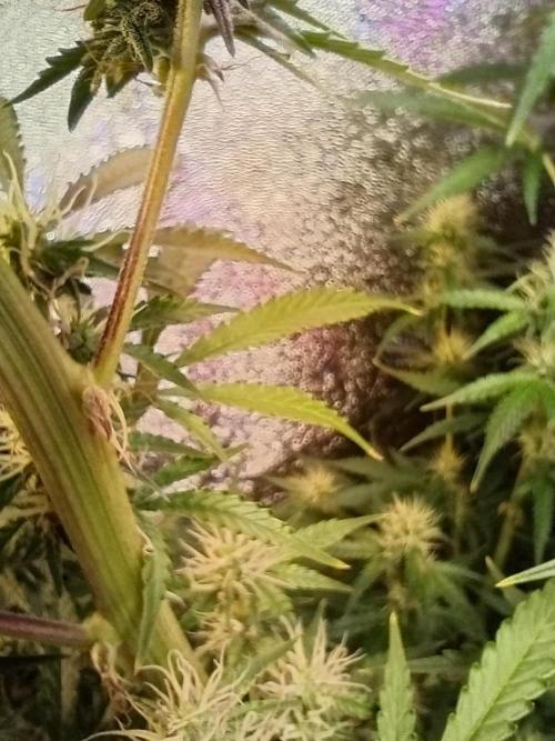 RQS vs Barney's (Auto). Week 9 - День 58 