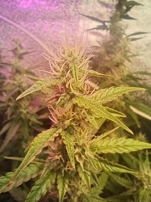 RQS vs Barney's (Auto). Week 9 - День 62