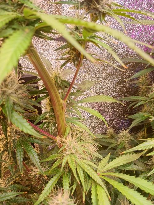 RQS vs Barney's (Auto). Week 10
