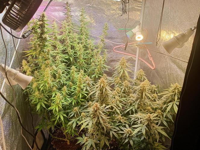 RQS vs Barney's (Auto). Week 10
