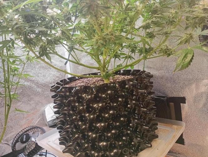 RQS vs Barney's (Auto). Week 10