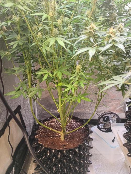 RQS vs Barney's (Auto). Week 10