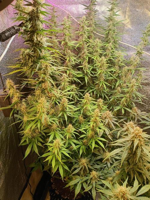 RQS vs Barney's (Auto). Week 10