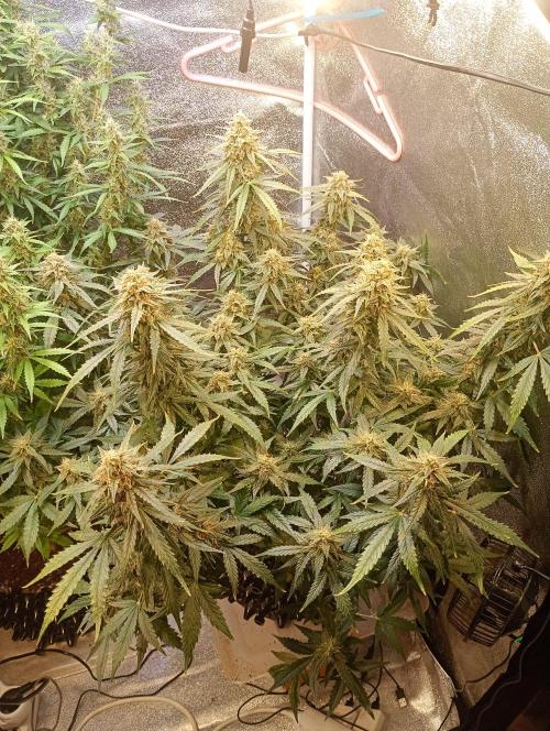 RQS vs Barney's (Auto). Week 10