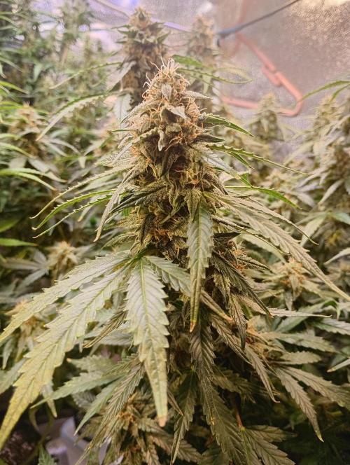 RQS vs Barney's (Auto). Week 10