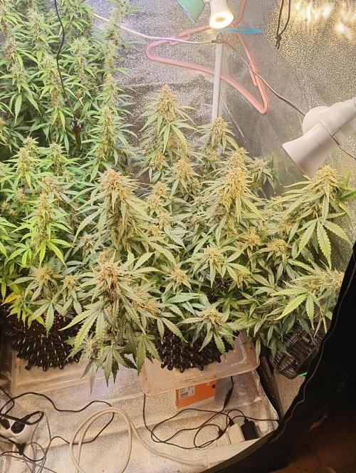 RQS vs Barney's (Auto). Week 10 - День 65