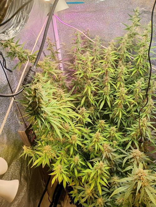 RQS vs Barney's (Auto). Week 10 - День 65