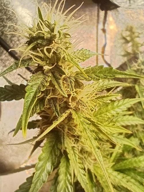 RQS vs Barney's (Auto). Week 10 - День 65 