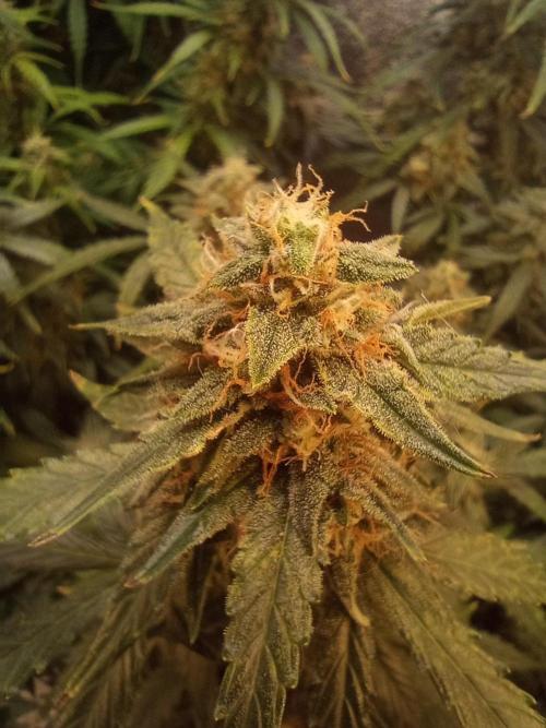 RQS vs Barney's (Auto). Week 10 - День 65 