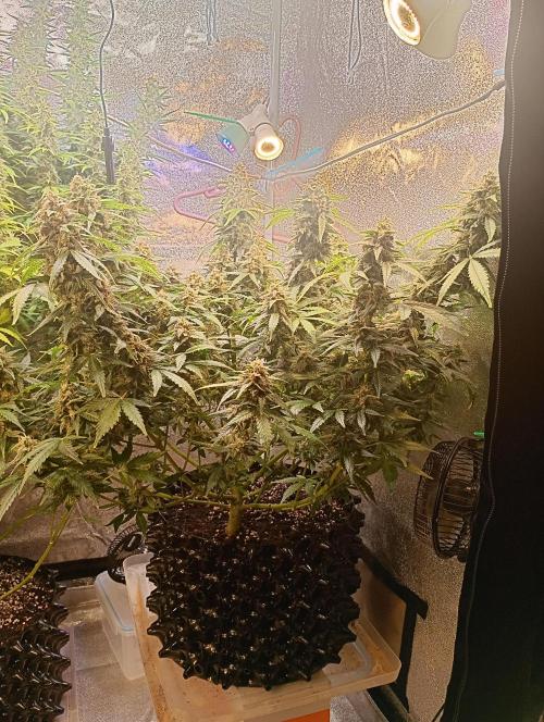 RQS vs Barney's (Auto). Week 11