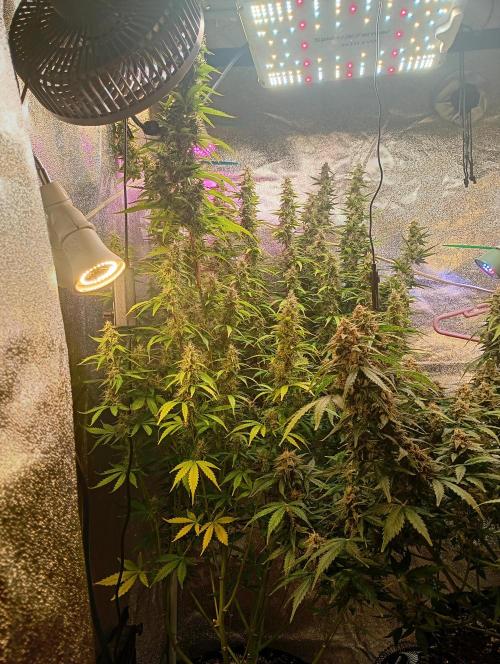 RQS vs Barney's (Auto). Week 11