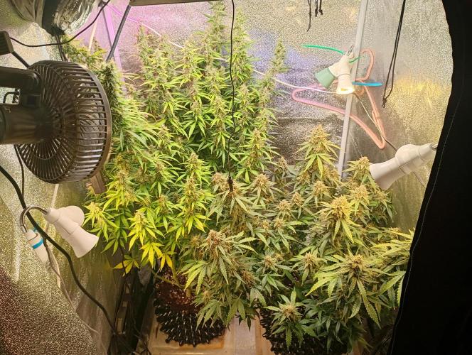 RQS vs Barney's (Auto). Week 11