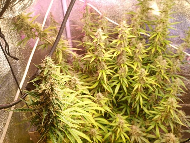 RQS vs Barney's (Auto). Week 11
