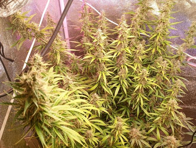 RQS vs Barney's (Auto). Week 11