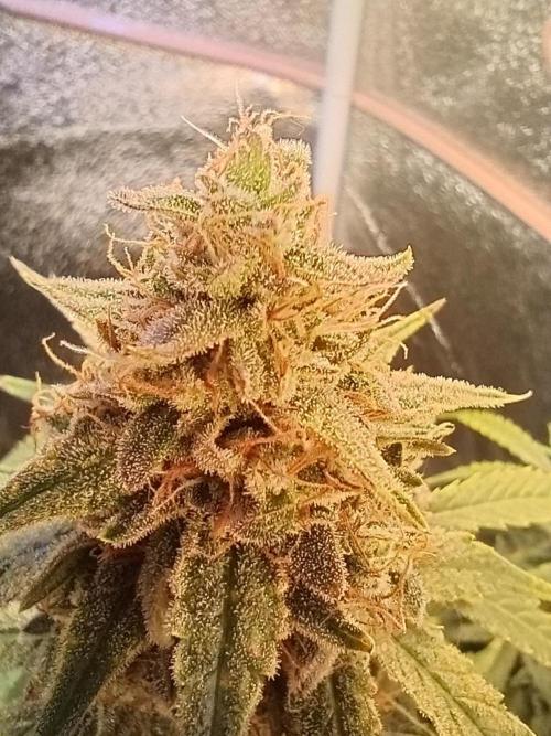 RQS vs Barney's (Auto). Week 11