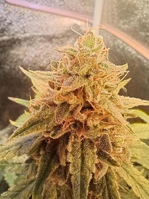 RQS vs Barney's (Auto). Week 11