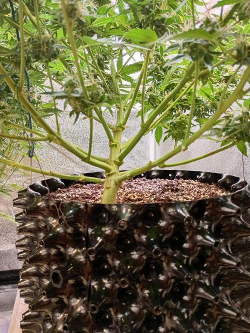 RQS vs Barney's (Auto). Week 11