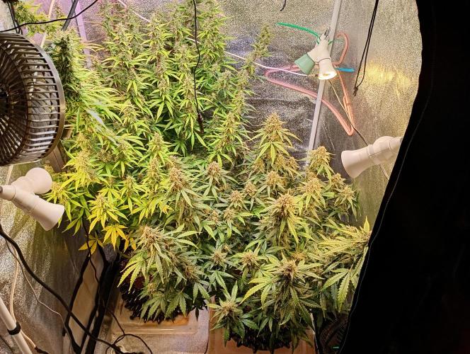RQS vs Barney's (Auto). Week 11