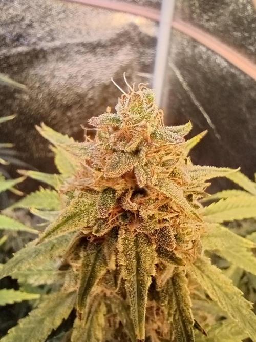RQS vs Barney's (Auto). Week 11