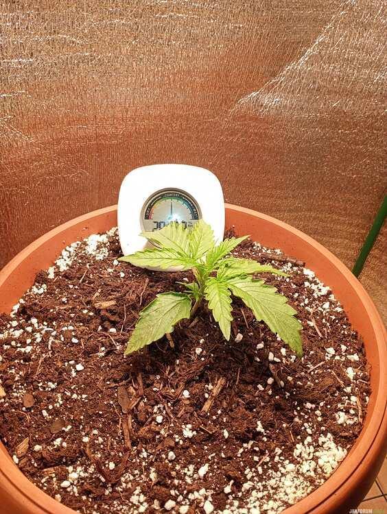 Purple Queen (auto) RQS. Week 1