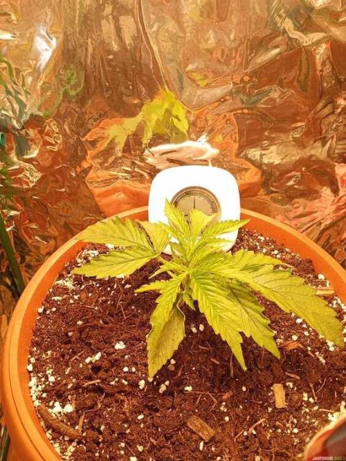 Purple Queen (auto) RQS. Week 2