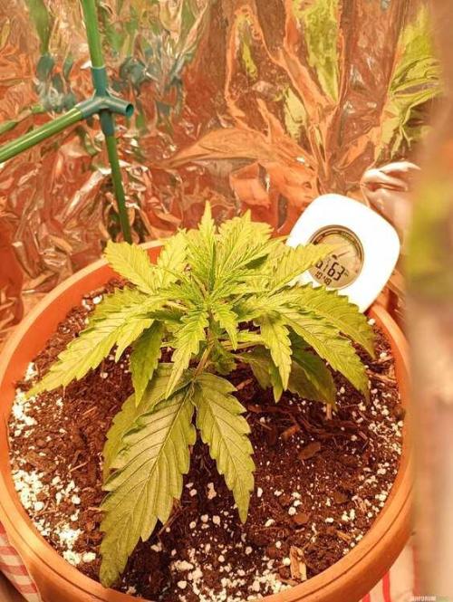 Purple Queen (auto) RQS. Week 2