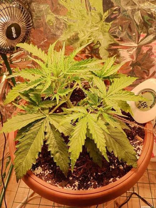 Purple Queen (auto) RQS. Week 3