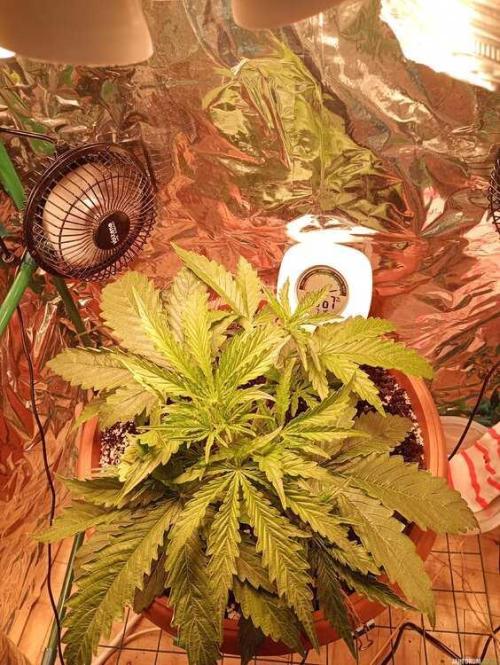 Purple Queen (auto) RQS. Week 3