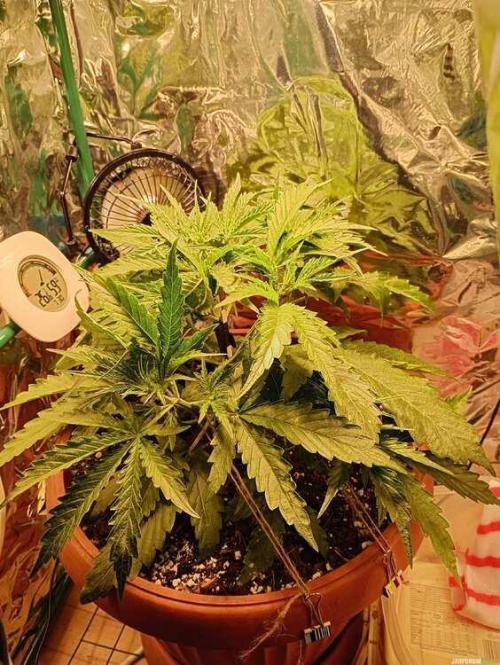 Purple Queen (auto) RQS. Week 3