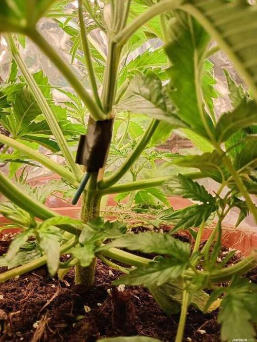 Purple Queen (auto) RQS. Week 3