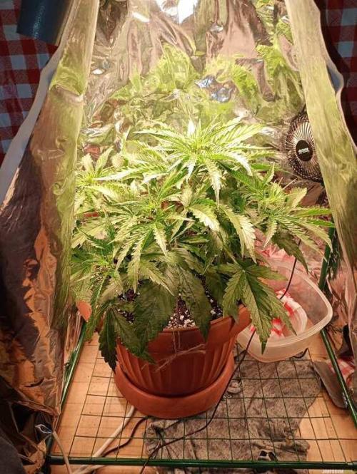 Purple Queen (auto) RQS. Week 3