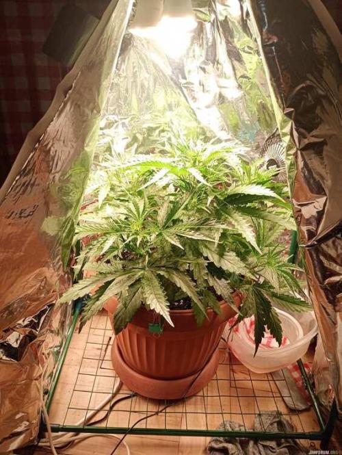 Purple Queen (auto) RQS. Week 4