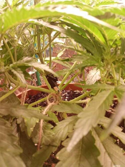Purple Queen (auto) RQS. Week 4