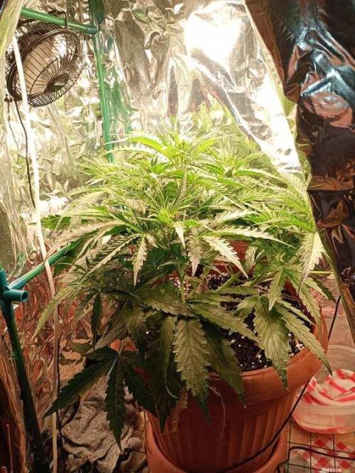 Purple Queen (auto) RQS. Week 4