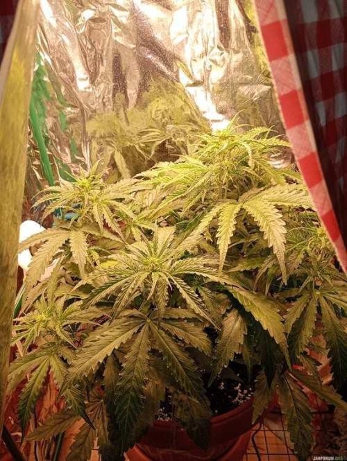 Purple Queen (auto) RQS. Week 4